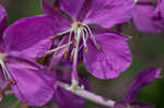 Fireweed